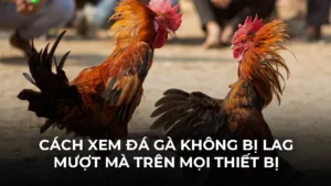Cách Xem Đá Gà Không Bị Lag Mượt Mà Trên Mọi Thiết Bị