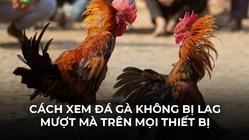 Cách Xem Đá Gà Không Bị Lag Mượt Mà Trên Mọi Thiết Bị