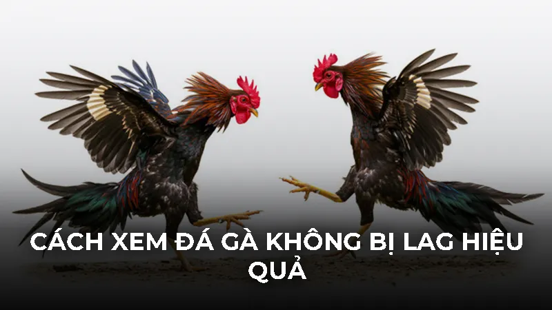 Cách xem đá gà không bị lag hiệu quả