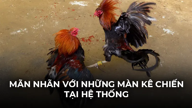 Mãn nhãn với những màn kê chiến tại hệ thống