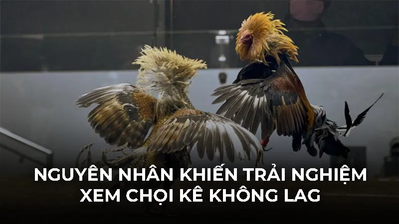 Nguyên nhân khiến trải nghiệm xem chọi kê không lag